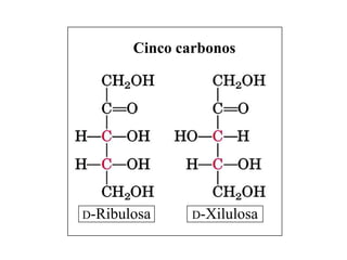 Cinco carbonos




D-Ribulosa     D-Xilulosa
 