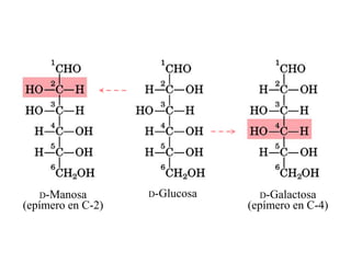 D-Manosa        D-Glucosa     D-Galactosa
(epímero en C-2)               (epímero en C-4)
 