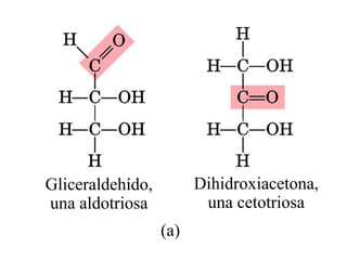 Gliceraldehído,         Dihidroxiacetona,
una aldotriosa           una cetotriosa
                  (a)
 