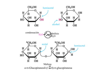 hemiacetal




                            alcohol




               
condensación           hidrólisis
            H2O
                        H2O


              acetal
                                           hemiacetal




                  Maltosa
α-D-Glucopiranosil-(14)-D-glucopiranosa
 