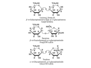 Lactosa ( forma β)
β -D-Galactopiranosil-(14)- β -D-glucopiranosa
                  Gal(β14)Glc




                   Sacarosa
    β -D-Fructofuranosil α-D-glucopiranósido
                Fru(β21α)Glc




                   Trealosa
    α -D-Glucopiranosil α-D-glucopiranósido
               Glc(α11α)Glc
 