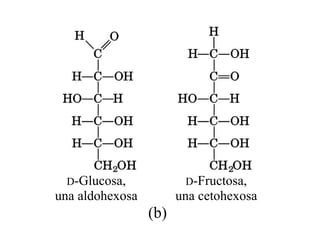 D-Glucosa,             D-Fructosa,
una aldohexosa         una cetohexosa
                 (b)
 