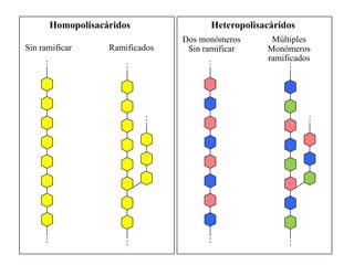 Homopolisacáridos               Heteropolisacáridos
                                Dos monómeros      Múltiples
Sin ramificar     Ramificados    Sin ramificar    Monómeros
                                                  ramificados
 