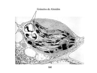 Gránulos de Almidón




         (a)
 