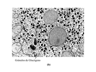 Gránulos de Glucógeno
                        (b)
 