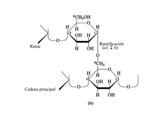Ramificación
  Rama                    (α1  6)




Cadena principal


                   (b)
 