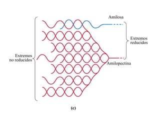 Amilosa



                                Extremos
                                reducidos

   Extremos
no reducidos
                     Amilopectina




               (c)
 