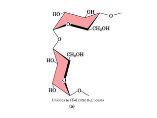 Uniones (α14) entre D-glucosas
          (a)
 
