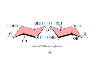 Uniones (β14) entre D-glucosas

                (a)
 