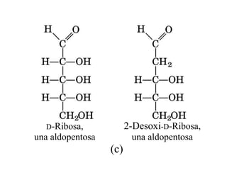 D-Ribosa,             2-Desoxi-D-Ribosa,
una aldopentosa          una aldopentosa
                  (c)
 