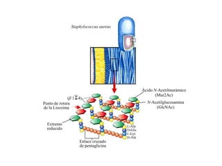 Staphylococcus aureus




                                               Ácido N-Acetilmurámico
                                                      (Mur2Ac)
              (β 14)
Punto de rotura                                  N-Acetilglucosamina
de la Lisozima                                       (GlcNAc)


  Extremo                              L-Ala
  reducido                             D-Glu
                                       L-Lys
                                       D-Ala
                   Enlace cruzado
                   de pentaglicina
 