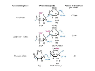 Glucosaminoglicano      Disacárido repetido          Número de disacáridos
                                                         por cadena



                                                            ~50.000
    Hialuronato



                       GlcA          GlcNAc




                                                             20-60
Condroitín 4-sulfato



                       GlcA            GlcNAc4SO3




  Queratán sulfato                                            ~25




                       Gal           GlcNAc6SO3
 