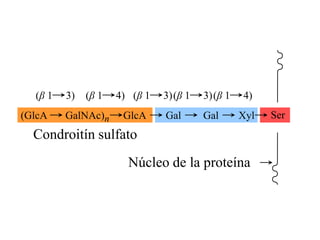 (β 1   3)   (β 1   4) (β 1   3) (β 1   3) (β 1   4)
(GlcA    GalNAc)n     GlcA     Gal       Gal       Xyl   Ser
  Condroitín sulfato
                       Núcleo de la proteína
 