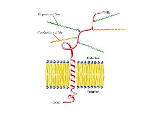+NH
                                  3
Heparán sulfato




Condroitín sulfato




                     Exterior




                     Interior

         OOC
 