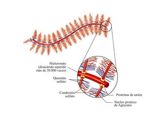 Hialuronato
 (disacárido repetido
más de 50.000 veces)

            Queratán
             sulfato


                Condroitín
                   sulfato    Proteínas de unión

                             Núcleo protéico
                             de Agrecano
 
