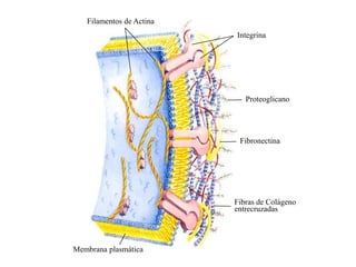 Filamentos de Actina
                          Integrina




                             Proteoglicano




                           Fibronectina




                          Fibras de Colágeno
                          entrecruzadas




Membrana plasmática
 