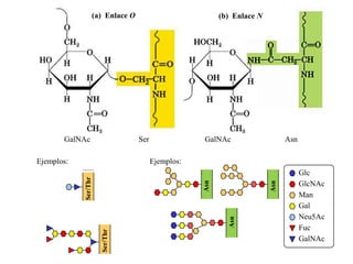 (a) Enlace O                           (b) Enlace N




       GalNAc                    Ser               GalNAc                     Asn

Ejemplos:                              Ejemplos:
                                                                                    Glc
            Ser/Thr




                                                   Asn




                                                                        Asn
                                                                                    GlcNAc
                                                                                    Man
                                                                                    Gal
                                                                                    Neu5Ac
                                                           Asn                      Fuc
                      Ser/Thr




                                                                                    GalNAc
 