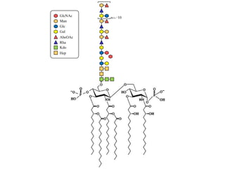 GlcNAc   n10
Man
Glc
Gal
AbeOAc
Rha
Kdo
Hep
 