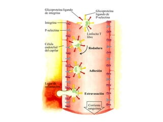 Glicoproteína ligando          Glicoproteína
de integrina                   ligando de
                               P-selectina
Integrina

P-selectina
                         Linfocito T
                         libre

Célula
endotelial                Rodadura
del capilar




                           Adhesión



Lugar de
inflamación

                        Extravasación


                          Corriente
                          sanguínea
 