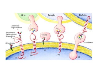 Virus                  Bacteria           Linfocito




      Cadena de
      oligosacáridos

Proteína de
la Membrana                     Toxina
Plasmática


Glicolípidos                                                      P-Selectina



                                  (c)

                          (b)                       (d)
           (a)                                            (e)
 