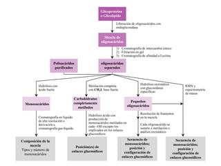 Glicoproteína
                                                      o Glicolípido

                                                                 Liberación de oligosacáridos con
                                                                 endoglicosidasa

                                                        Mezcla de
                                                      oligosacáridos
                                                                 1) Cromatografía de intercambio iónico
                                                                 2) Filtración en gel
                                                                 3) Cromatografía de afinidad a Lectina

                     Polisacáridos                    oligosacáridos
                      purificados                       separados



                                                                                   Hidrólisis enzimática
          Hidrólisis con                      Metilación completa                                                   RMN y
                                                                                   con glucosidasas
          ácido fuerte                        con CH3I, base fuerte                                                 espectrometría
                                                                                   específicas
                                                                                                                    de masas
                                      Carbohidratos
                                      completamente                           Pequeños
  Monosacáridos                                                            oligosacáridos
                                        metilados
                                                                                   Resolución de framentos
                                              Hidrólisis ácida con
          Cromatografía en líquido                                                 en la mezcla
                                              producción de
          de alta resolución o
                                              monosacáridos metilados en           Cada oligosacárido se
          derivación a
                                              cada –OH excepto los                 somete a metilación o
          cromatografía gas-líquido
                                              implicados en los enlaces            análisis enzimático
                                              glucosídicos

Composición de la                                                        Secuencia de                         Secuencia de
     mezcla                                                             monosacáridos;                       monosacáridos;
                                   Posición(es) de                         posición y
Tipos y número de                                                                                               posición y
                                 enlaces glucosídicos                  configuración de
  monosacáridos                                                                                             configuración de
                                                                      enlaces glucosídicos                 enlaces glucosídicos
 