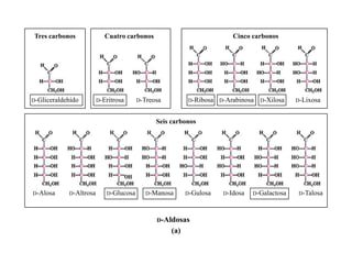 Tres carbonos              Cuatro carbonos                             Cinco carbonos




D-Gliceraldehído        D-Eritrosa     D-Treosa         D-Ribosa   D-Arabinosa   D-Xilosa   D-Lixosa


                                             Seis carbonos




D-Alosa     D-Altrosa      D-Glucosa      D-Manosa      D-Gulosa    D-Idosa   D-Galactosa    D-Talosa



                                             D-Aldosas
                                                  (a)
 