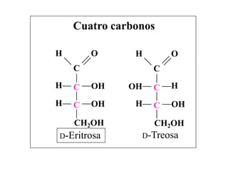 Cuatro carbonos

H       O      H       O
    C              C
H   C   OH    OH   C   H
H   C   OH     H   C   OH

    CH2OH          CH2OH
D-Eritrosa      D-Treosa
 