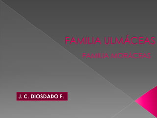J. C. DIOSDADO F.
FAMILIA MORÁCEAS
 