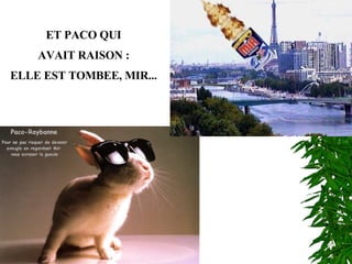 ET PACO QUI AVAIT RAISON : ELLE EST TOMBEE, MIR... 