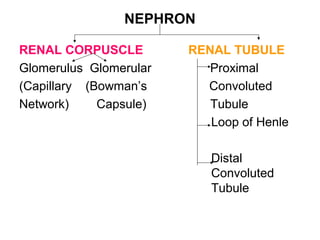 NEPHRON
RENAL CORPUSCLE RENAL TUBULE
Glomerulus Glomerular Proximal
(Capillary (Bowman’s Convoluted
Network) Capsule) Tubule
Loop of Henle
Distal
Convoluted
Tubule
 