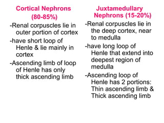 Cortical Nephrons
(80-85%)
-Renal corpuscles lie in
outer portion of cortex
-have short loop of
Henle & lie mainly in
cortex
-Ascending limb of loop
of Henle has only
thick ascending limb
Juxtamedullary
Nephrons (15-20%)
-Renal corpuscles lie in
the deep cortex, near
to medulla
-have long loop of
Henle that extend into
deepest region of
medulla
-Ascending loop of
Henle has 2 portions:
Thin ascending limb &
Thick ascending limb
 