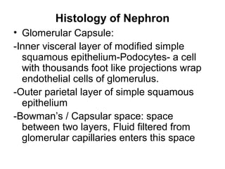 Histology of Nephron
• Glomerular Capsule:
-Inner visceral layer of modified simple
squamous epithelium-Podocytes- a cell
with thousands foot like projections wrap
endothelial cells of glomerulus.
-Outer parietal layer of simple squamous
epithelium
-Bowman’s / Capsular space: space
between two layers, Fluid filtered from
glomerular capillaries enters this space
 