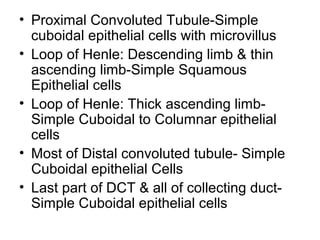• Proximal Convoluted Tubule-Simple
cuboidal epithelial cells with microvillus
• Loop of Henle: Descending limb & thin
ascending limb-Simple Squamous
Epithelial cells
• Loop of Henle: Thick ascending limb-
Simple Cuboidal to Columnar epithelial
cells
• Most of Distal convoluted tubule- Simple
Cuboidal epithelial Cells
• Last part of DCT & all of collecting duct-
Simple Cuboidal epithelial cells
 
