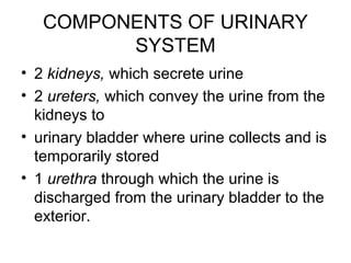 COMPONENTS OF URINARY
SYSTEM
• 2 kidneys, which secrete urine
• 2 ureters, which convey the urine from the
kidneys to
• urinary bladder where urine collects and is
temporarily stored
• 1 urethra through which the urine is
discharged from the urinary bladder to the
exterior.
 