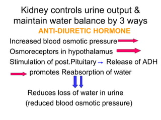 Kidney controls urine output &
maintain water balance by 3 ways
ANTI-DIURETIC HORMONE
Increased blood osmotic pressure
Osmoreceptors in hypothalamus
Stimulation of post.Pituitary Release of ADH
promotes Reabsorption of water
Reduces loss of water in urine
(reduced blood osmotic pressure)
 