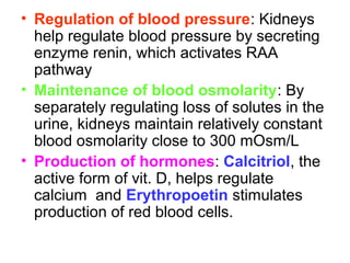 • Regulation of blood pressure: Kidneys
help regulate blood pressure by secreting
enzyme renin, which activates RAA
pathway
• Maintenance of blood osmolarity: By
separately regulating loss of solutes in the
urine, kidneys maintain relatively constant
blood osmolarity close to 300 mOsm/L
• Production of hormones: Calcitriol, the
active form of vit. D, helps regulate
calcium and Erythropoetin stimulates
production of red blood cells.
 