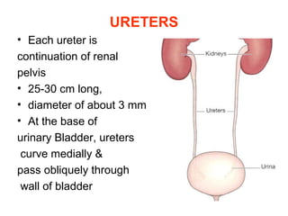 URETERS
• Each ureter is
continuation of renal
pelvis
• 25-30 cm long,
• diameter of about 3 mm
• At the base of
urinary Bladder, ureters
curve medially &
pass obliquely through
wall of bladder
 