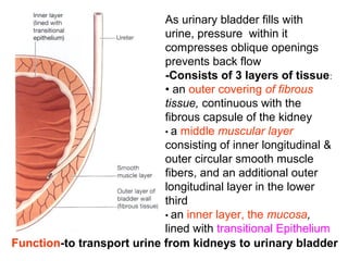 As urinary bladder fills with
urine, pressure within it
compresses oblique openings
prevents back flow
-Consists of 3 layers of tissue:
• an outer covering of fibrous
tissue, continuous with the
fibrous capsule of the kidney
• a middle muscular layer
consisting of inner longitudinal &
outer circular smooth muscle
fibers, and an additional outer
longitudinal layer in the lower
third
• an inner layer, the mucosa,
lined with transitional Epithelium
Function-to transport urine from kidneys to urinary bladder
 