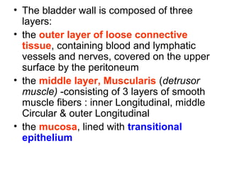 • The bladder wall is composed of three
layers:
• the outer layer of loose connective
tissue, containing blood and lymphatic
vessels and nerves, covered on the upper
surface by the peritoneum
• the middle layer, Muscularis (detrusor
muscle) -consisting of 3 layers of smooth
muscle fibers : inner Longitudinal, middle
Circular & outer Longitudinal
• the mucosa, lined with transitional
epithelium
 