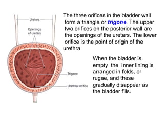 The three orifices in the bladder wall
form a triangle or trigone. The upper
two orifices on the posterior wall are
the openings of the ureters. The lower
orifice is the point of origin of the
urethra.
When the bladder is
empty the inner lining is
arranged in folds, or
rugae, and these
gradually disappear as
the bladder fills.
 