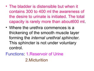 • The bladder is distensible but when it
contains 300 to 400 ml the awareness of
the desire to urinate is initiated. The total
capacity is rarely more than about600 ml.
• Where the urethra commences is a
thickening of the smooth muscle layer
forming the internal urethral sphincter.
This sphincter is not under voluntary
control.
Functions: 1.Reservoir of Urine
2.Micturition
 