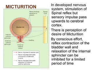 MICTURITION In developed nervous
system, stimulation of
Spinal reflex but
sensory impulse pass
upwards to cerebral
cortex.
There is perception of
desire of Micturition
By conscious effort,
reflex contraction of the
bladder wall and
relaxation of the internal
sphincter can be
inhibited for a limited
period of time
 