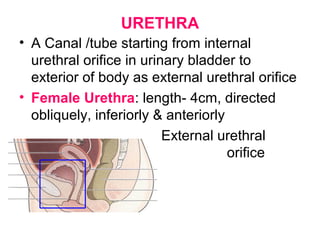 URETHRA
• A Canal /tube starting from internal
urethral orifice in urinary bladder to
exterior of body as external urethral orifice
• Female Urethra: length- 4cm, directed
obliquely, inferiorly & anteriorly
External urethral
orifice
located
between clitoris &
vaginal opening
 