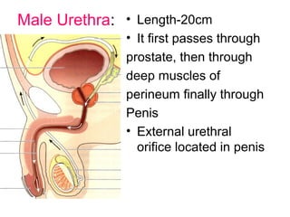 Male Urethra: • Length-20cm
• It first passes through
prostate, then through
deep muscles of
perineum finally through
Penis
• External urethral
orifice located in penis
 