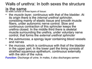 Walls of urethra: In both sexes the structure
is the sameIts walls consist of three layers of tissue:
• the muscle layer, continuous with that of the bladder. At
its origin there is the internal urethral sphincter,
consisting mainly of elastic tissue and smooth muscle
fibers, under autonomic nerve control. Slow and
continuous contraction of this sphincter keeps the
urethra closed. In the middle third there is skeletal
muscle surrounding the urethra, under voluntary nerve
control, that forms the external urethral sphincter
• the submucosa, a spongy layer containing blood vessels
and nerves
• the mucosa, which is continuous with that of the bladder
in the upper part. In the lower part the lining consists of
stratified squamous epithelium, continuous externally
with the skin of the vulva.
Function: Discharge of urine. In males, it also discharges semen
 