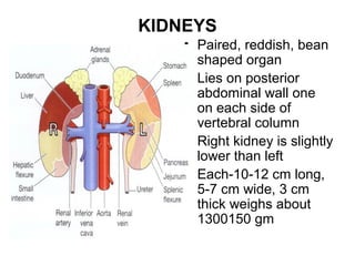 KIDNEYS
• Paired, reddish, bean
shaped organ
• Lies on posterior
abdominal wall one
on each side of
vertebral column
• Right kidney is slightly
lower than left
• Each-10-12 cm long,
5-7 cm wide, 3 cm
thick weighs about
1300150 gm
 