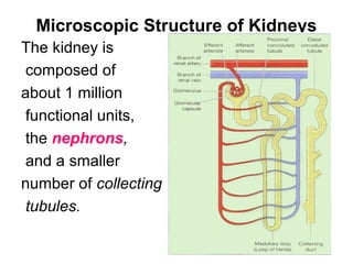 Microscopic Structure of Kidneys
The kidney is
composed of
about 1 million
functional units,
the nephrons,
and a smaller
number of collecting
tubules.
 