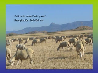 Cultivo de cereal “año y vez”
Precipitación: 200-400 mm
 