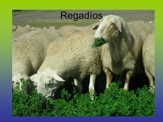 Regadíos
 