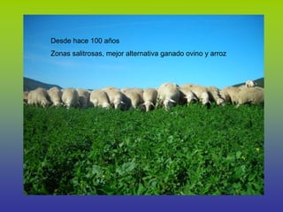 Condiciones de cría del TA
• Escasez de alimento en determinadas épocas.
Semiestabulación
La oveja sale al campo y el co...